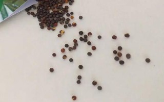 兒菜的種植方法，適宜的生長溫度為8-15℃