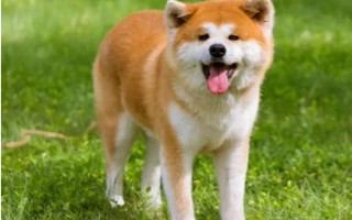 有哪些短毛大型犬，包括大丹犬、杜賓犬、羅威納犬等品種