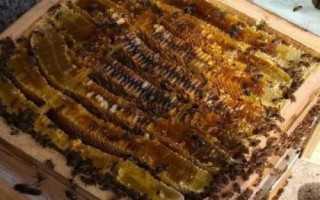 格子箱養(yǎng)蜂尺寸，最佳尺寸取決于蜂脾數(shù)量