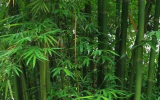 北方的大型竹子有哪些，常見的有毛竹、紫竹、金鑲玉竹等