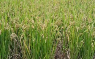 荃廣優(yōu)851水稻種子特點，全生育期149.3天