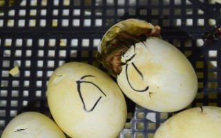 鴨子能否自行孵化小鴨，家養(yǎng)鴨基本不會(huì)孵蛋