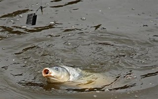 釣魚掛蚯蚓的方法，常見以下3種方法