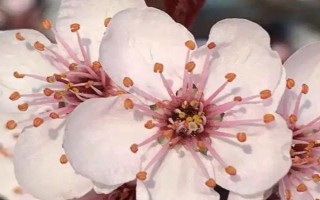 梅花的開(kāi)放時(shí)間，通常為1-3月份