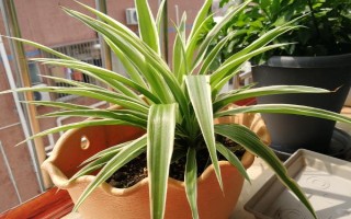 春天吊蘭多少度可發(fā)芽，室內(nèi)的溫度達(dá)到12℃以上即可
