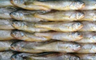 冷凍小黃魚(yú)的價(jià)格，會(huì)受到地區(qū)、季節(jié)等條件的影響