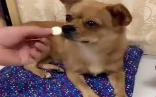 犬髖關(guān)節(jié)發(fā)育不良的簡介，是一種后天發(fā)育畸形、由多種病因引發(fā)的疾病