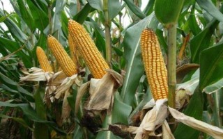 九圣禾235玉米種子介紹，每畝適宜種植密度5000株
