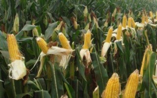 先玉1809玉米種子特征特性，出苗至成熟110天左右