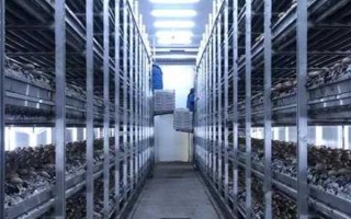 平菇銹斑病怎么防治，需通風降濕、噴施石灰水或漂白粉溶液