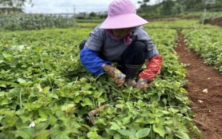 魚(yú)腥草怎么種植，按照20厘米的間距定植根莖