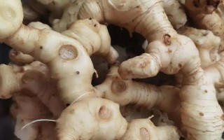 黃精有幾種品種，分為雞頭黃精、姜形黃精、滇黃精