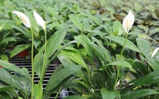 一帆風(fēng)順的澆水方法，每隔7-10天澆一次