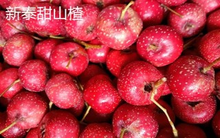 山東泰安市的水果特產