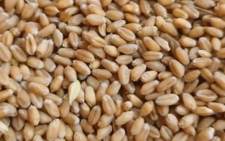 定西40號(hào)小麥品種簡(jiǎn)介，抽穗后應(yīng)注意防治蚜蟲(chóng)和白粉病
