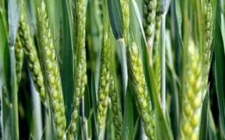 開麥1705小麥種子特點，適宜播種期10月上中旬