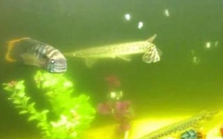 魚缸換水后變渾濁如何處理，需重新培養(yǎng)硝化細(xì)菌