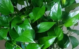 大盆綠蘿的養(yǎng)殖方法，每隔一周澆一次水