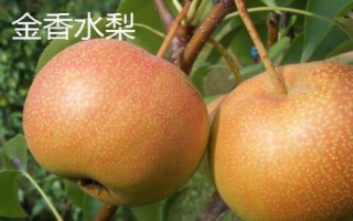 黑龍江省林口縣的特產(chǎn)，滑子蘑深受國(guó)內(nèi)外消費(fèi)者的喜愛