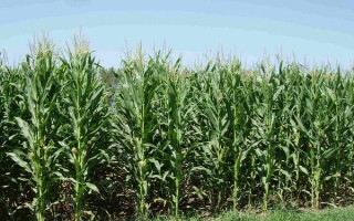 先正達(dá)408玉米種子簡(jiǎn)介，種植密度4000株/畝