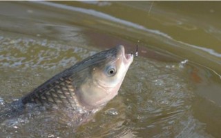 0.8子線適合釣什么魚，適合搭配1.0或1.2號(hào)主線