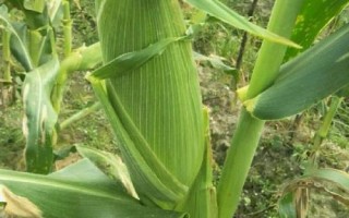 桂單663玉米種子介紹