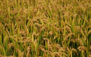 榮優(yōu)463水稻種子特點(diǎn)，秧田播種量每畝10-15公斤