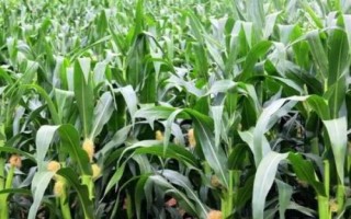 登海1855玉米品種的特性，每畝種植密度4500株