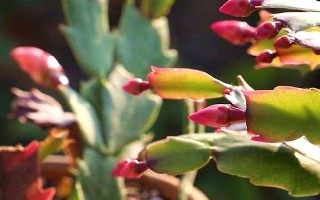 蟹爪蘭打花苞后如何澆水，可每隔7天給植株澆水一次