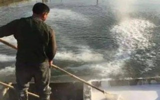 怎么養(yǎng)殖甲魚，每天可以投喂3次