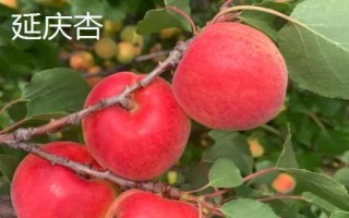 北京市延慶縣的特產(chǎn)，包括延慶杏、延慶國(guó)光蘋果、燕山板栗等種類