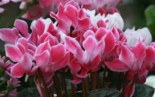 仙客來冬季花期幾天澆水一次，每隔3-5天澆一次水