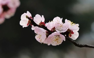 杏花的開花時間，花期在農(nóng)歷的2月份左右