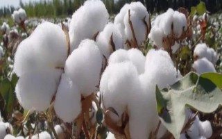 湘雜棉16號(hào)棉花品種簡(jiǎn)介，4月上旬搶晴天播種