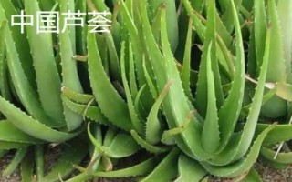 藥用蘆薈的種類，包括開普蘆薈、皂質(zhì)蘆薈等品種