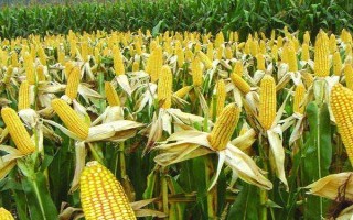 宜單2102玉米種子介紹，單作每畝種植3500株左右