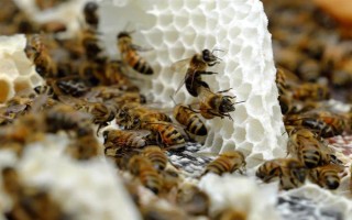 冬天如何對(duì)蜜蜂飼喂糖水，在飼喂器中添加糖漿再放入蜂箱中即可