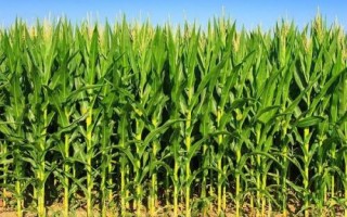 盼豐7620玉米品種的特性，播種量為2公斤/畝
