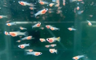 小魚苗什么時候喂食，出生第二天就可以喂食了