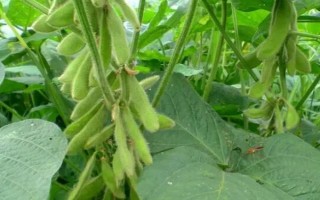 中黃75大豆種子介紹，對(duì)兩個(gè)株系均表現(xiàn)為中抗