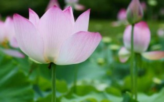 蚊子怕什么，懼怕蚊香、殺蟲劑等化學(xué)物品