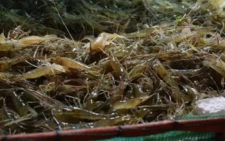 青蝦和魚(yú)怎么混養(yǎng)，長(zhǎng)成小蝦才能投放鰱、鳙等魚(yú)種