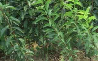 李子樹苗種植技術(shù)，一般在秋季落葉后至春季發(fā)芽前定植