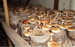 目前我國(guó)人工栽培的食用菌有幾種，大概種植100種、有50多種可形成商品
