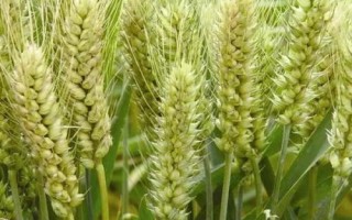 西農(nóng)868小麥品種的特性，注意適時(shí)防治小麥病蟲(chóng)草害