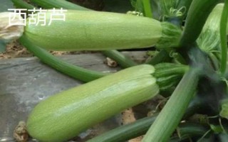 西葫蘆和小南瓜的區(qū)別，顏色和外形均不同