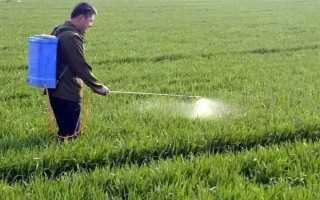 冬小麥常用哪些除草劑，分為防治闊葉草、禾本科草等類型