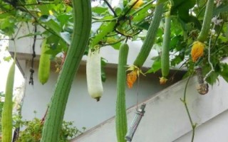 絲瓜結(jié)果后長(zhǎng)不大的原因，可能是缺少肥料、澆水過(guò)多等