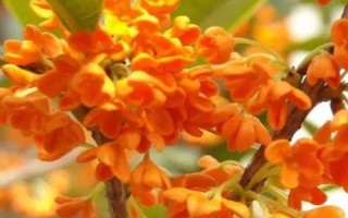 桂花有哪幾種顏色，有金黃色、黃白色、橙紅色和白色