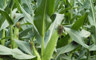 菏玉167玉米種子特點，適宜密度為每畝4500株左右
